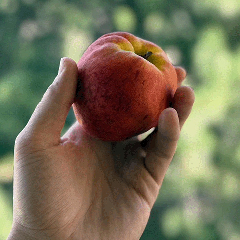 Peaches Album Art